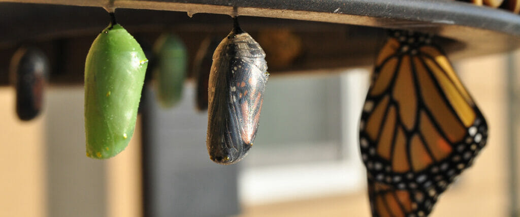 monarch butterflys in cocoons