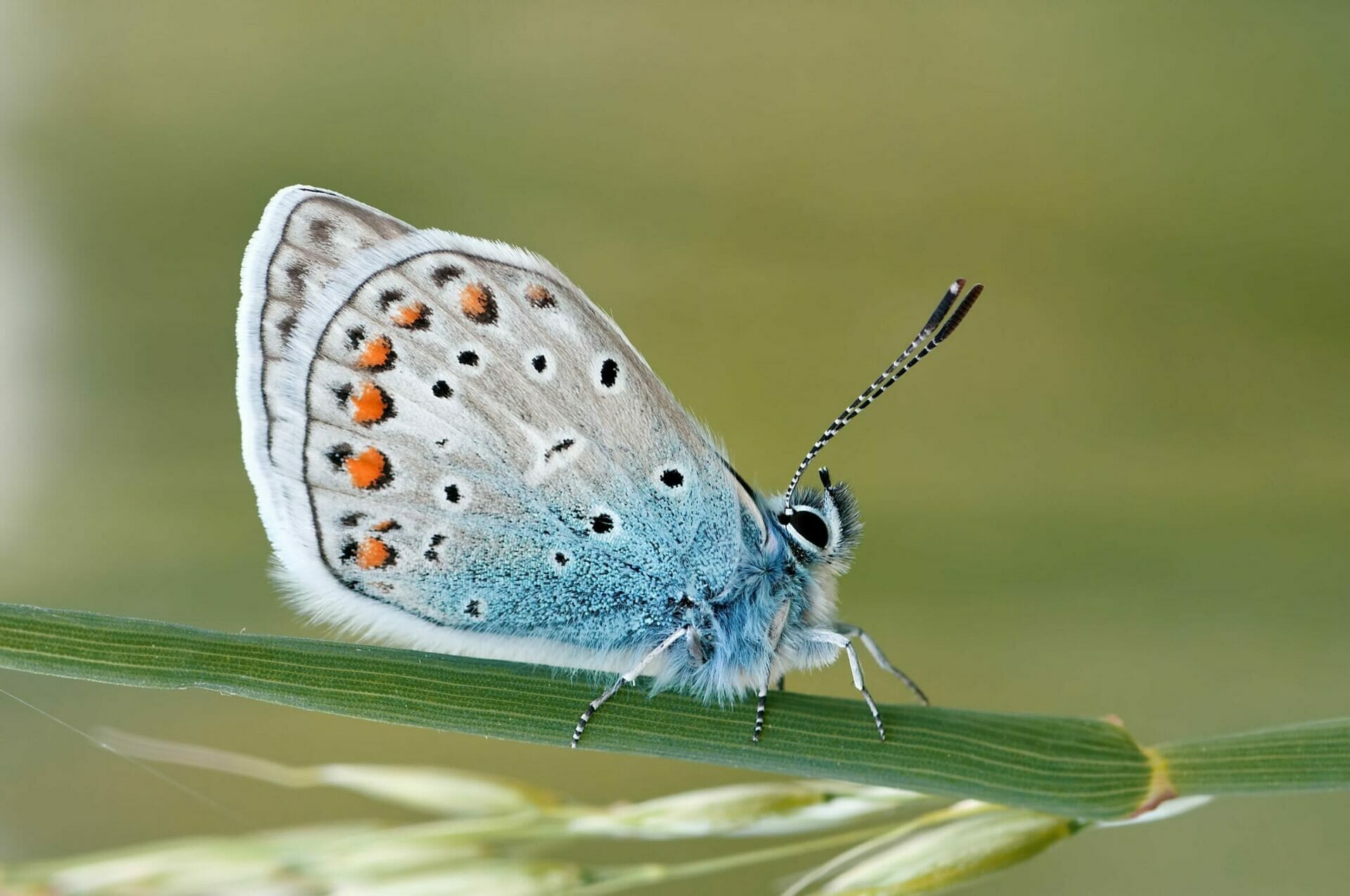 Pretty moth on a twig - Transform Workplace Jealousy into Admiration
