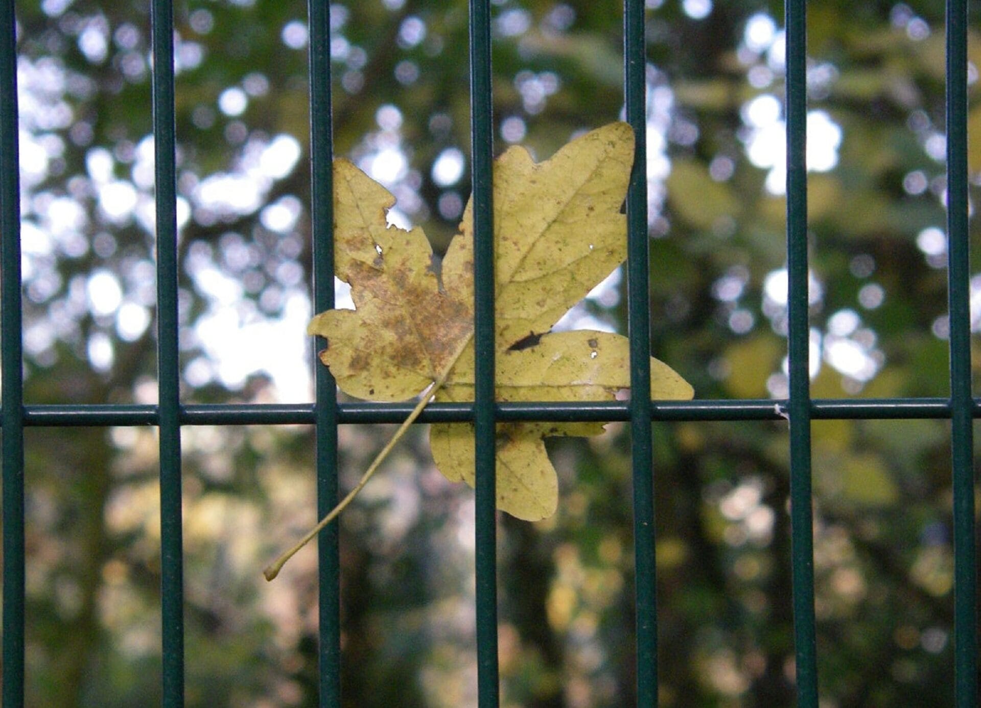 leaf trapped on iron fence for the Five Reasons You're Stuck... And What To Do About It Rally Cry Blog Article by Angie Witkowski