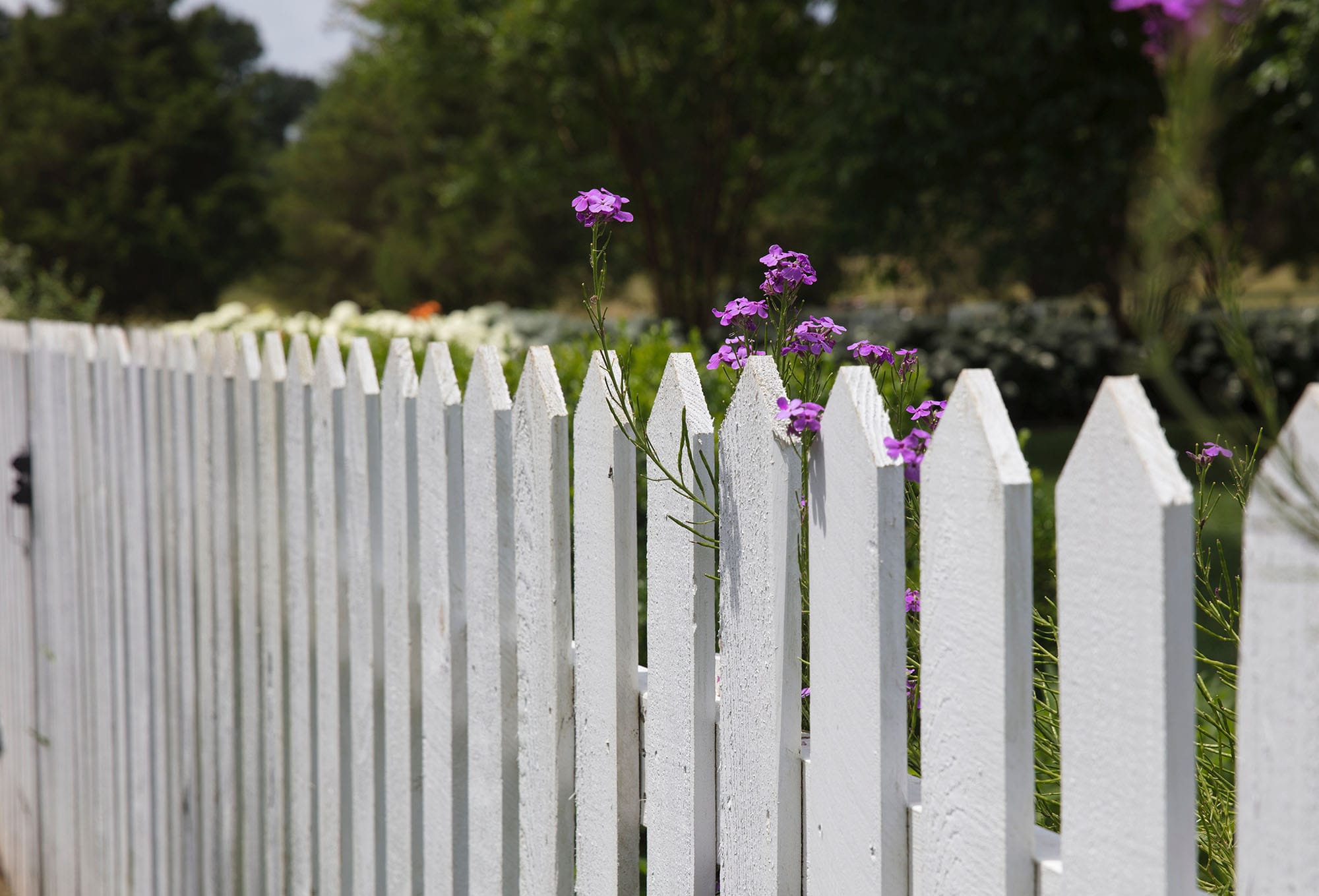 White picket fence with flowers poking through - Confronting Back-Stabbers and Workplace Bullies, a soft power series session by Angie Witkowski