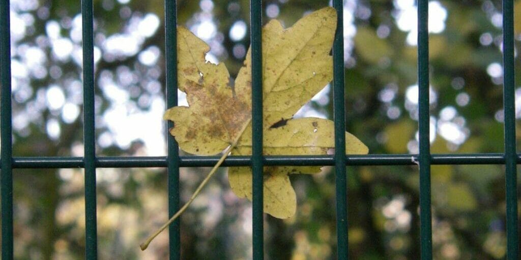 leaf trapped on iron fence for the Five Reasons You're Stuck... And What To Do About It Rally Cry Blog Article by Angie Witkowski