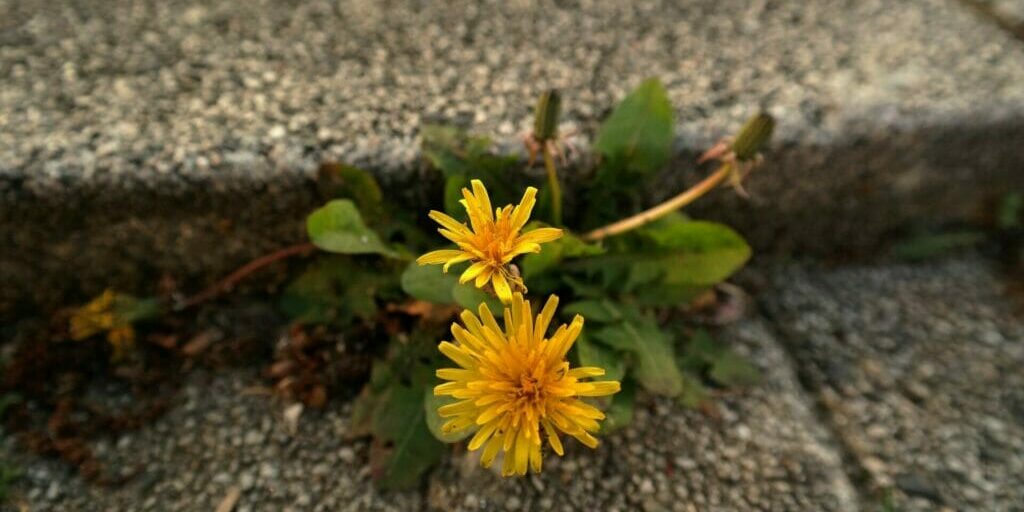 Dandelion coming thought cracks in pavement - How to Engage in Healthy Conflict